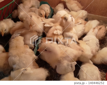 Group of Growing Chicks Feeding in Poultry Brooder 140446252