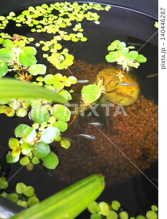 メダカ水槽 メダカ水槽 140446287