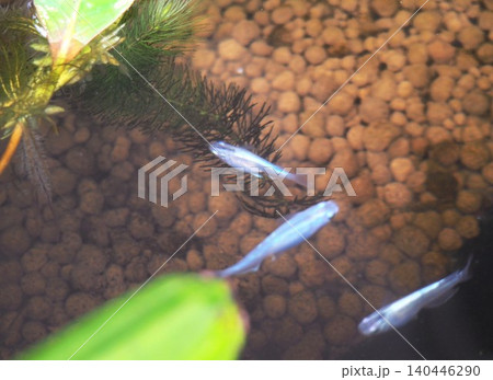 メダカ水槽 メダカ水槽 140446290