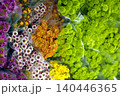 bunch of chrysanthemum colorful flowers 140446365