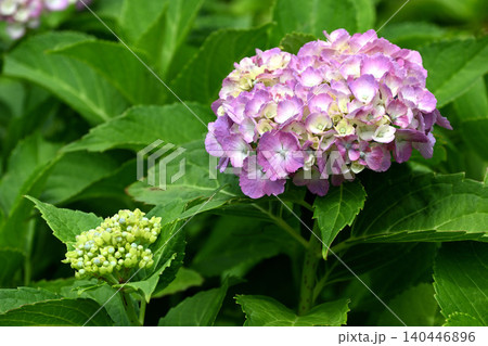 紫陽花の花 紫陽花の花 140446896