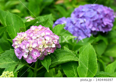 紫陽花の花 紫陽花の花 140446897