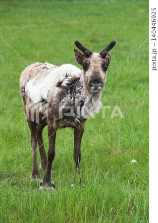 Portrait of a young reindeer in the nature during the summer 140446925