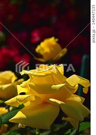 美しき薔薇の花 美しき薔薇の花 140447135