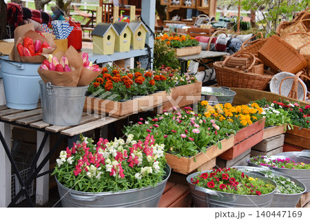 Colorful potted spring flowers displayed in metal tubs and wooden crates at a market for Easter and Mother's Day Colorful potted spring flowers displayed in metal tubs and wooden crates at a market for Easter and Mother's Day 140447169