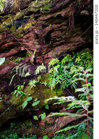 Ferns and Moss Thriving on Fallen Giant Tree Trunk in Taiwan Mountain Forest Ferns and Moss Thriving on Fallen Giant Tree Trunk in Taiwan Mountain Forest 140447208
