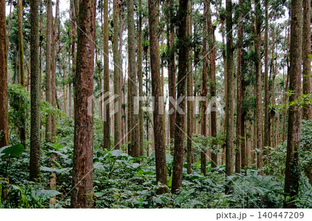 Dense Towering Plantation Forest Inside Xitou Nature Education Area Taiwan Dense Towering Plantation Forest Inside Xitou Nature Education Area Taiwan 140447209