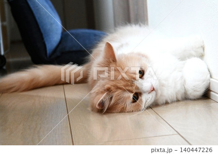 ごろごろ猫さん 140447226