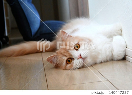 見つめる猫 見つめる猫 140447227