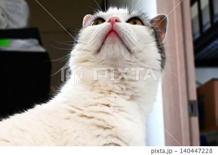 猫顔 下からアップ 140447228
