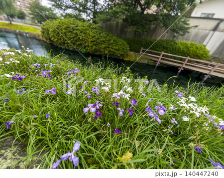 水の都・西条市の美しい湧き水（うちぬき）の水辺と6月の風景 愛媛県 140447240