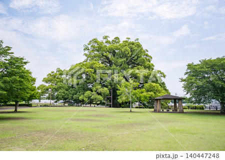 熊本県の大きな木 熊本県の大きな木 140447248