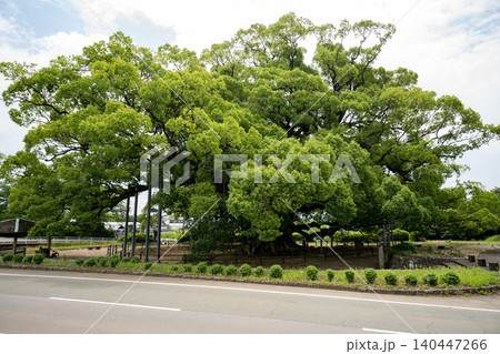 熊本県の大きな木 熊本県の大きな木 140447266