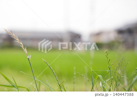 初夏の田園風景、風に揺れる草 初夏の田園風景、風に揺れる草 140447388
