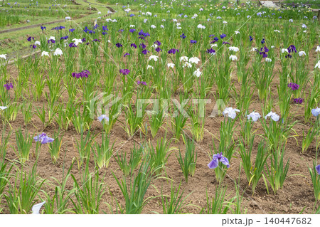 吹上花しょうぶまつり(吹上しょうぶ公園) 吹上花しょうぶまつり(吹上しょうぶ公園) 140447682
