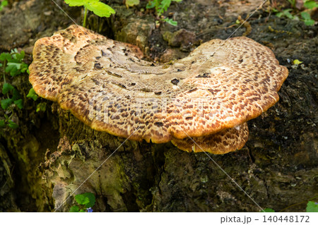 Dryad's Saddle Mushroom Cerioporus Squamosus Growing on Tree Stump in Spring Forest grow Dryad's Saddle Mushroom Cerioporus Squamosus Growing on Tree Stump in Spring Forest grow 140448172