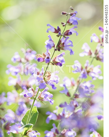 庭で輝くセージの花 庭で輝くセージの花 140448355