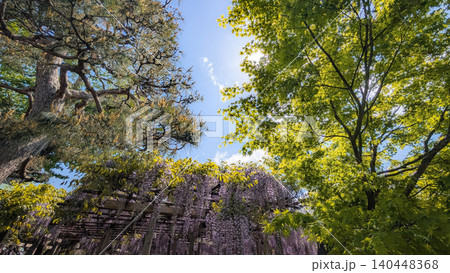 青空と新緑の木々の下で満開に咲き誇る紫色の藤の花 青空と新緑の木々の下で満開に咲き誇る紫色の藤の花 140448368