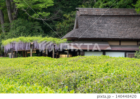 岡山後楽園の茶畑と茅葺き屋根の建物と藤 岡山後楽園の茶畑と茅葺き屋根の建物と藤 140448420