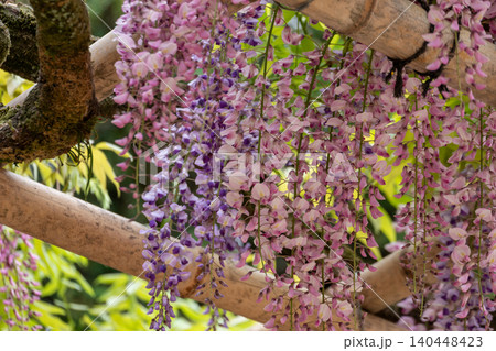 竹の棚から垂れ下がる満開の藤の花 竹の棚から垂れ下がる満開の藤の花 140448423