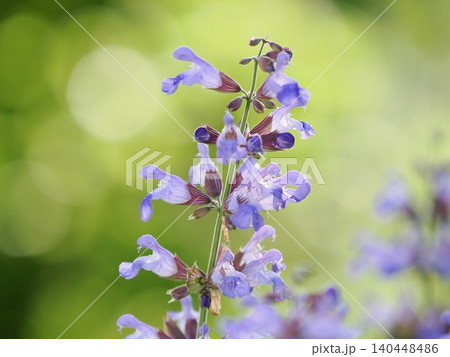 春の陽に輝くセージの花 春の陽に輝くセージの花 140448486