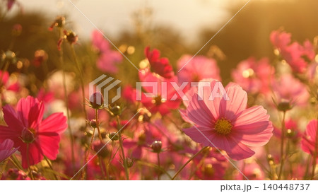 夕暮れ時の光に包まれた美しいコスモスの花 夕暮れ時の光に包まれた美しいコスモスの花 140448737
