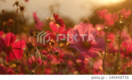 夕暮れ時の光に包まれた美しいコスモスの花 140448738