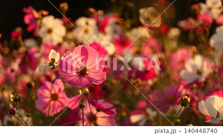 夕暮れ時の光に包まれた美しいコスモスの花 夕暮れ時の光に包まれた美しいコスモスの花 140448740