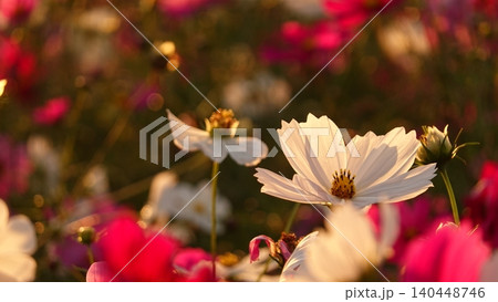 夕暮れ時の光に包まれた美しいコスモスの花 夕暮れ時の光に包まれた美しいコスモスの花 140448746