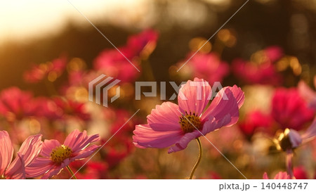 夕暮れ時の光に包まれた美しいコスモスの花 夕暮れ時の光に包まれた美しいコスモスの花 140448747