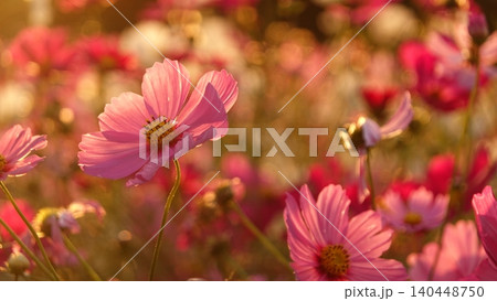 夕暮れ時の光に包まれた美しいコスモスの花 夕暮れ時の光に包まれた美しいコスモスの花 140448750