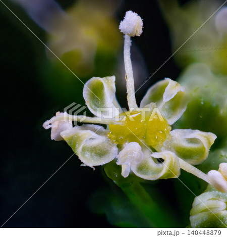 パセリの花のマクロ写真 140448879