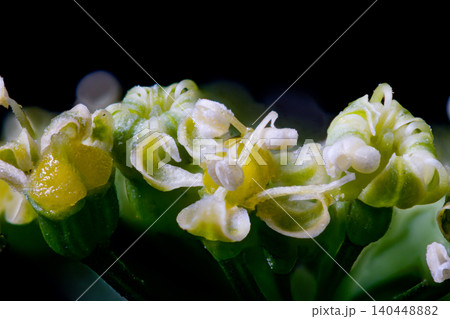 パセリの花のマクロ写真 パセリの花のマクロ写真 140448882