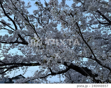 桜 140448937