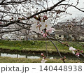 桜 140448938