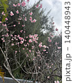 桜 140448943