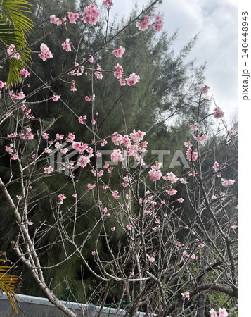 桜 桜 140448943