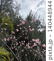 寒緋桜 140448944