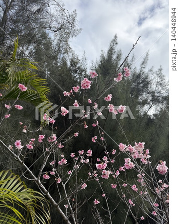 寒緋桜 140448944