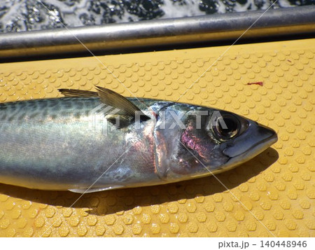 サバが釣れたよ サバが釣れたよ 140448946