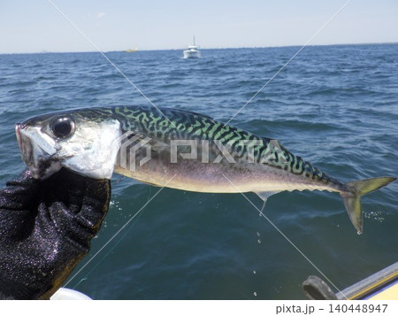 釣り上げた魚 釣り上げた魚 140448947