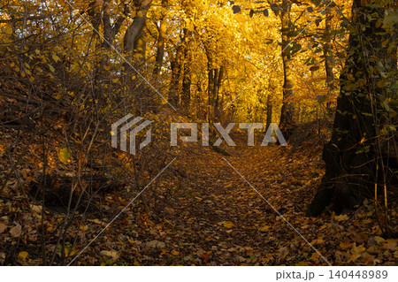 Golden autumn forest path bathed in warm sunlight fairy tale scene Golden autumn forest path bathed in warm sunlight fairy tale scene 140448989