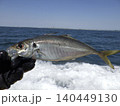 釣り上げたアジ 140449130