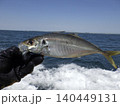 釣り上げたアジ 140449131