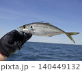 釣り上げたアジ 140449132