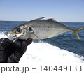釣り上げたアジ 140449133