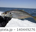 釣り上げたアジ 140449276