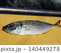 釣り上げたアジ 140449278