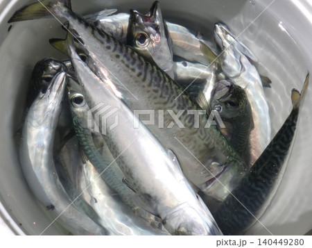 釣りあげた魚 釣りあげた魚 140449280