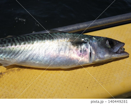 新鮮な魚 新鮮な魚 140449281